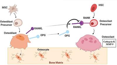 Prospect of Stem Cell Therapy and Regenerative Medicine in Osteoporosis